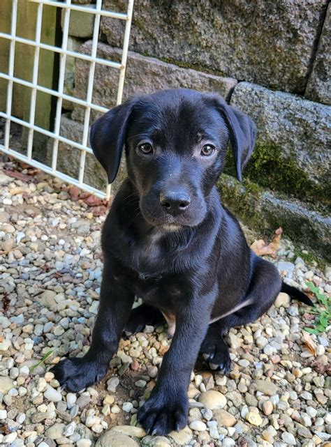 Dog adoption in Johnson City, TN 37604: Labrador Retriever / Irish ...