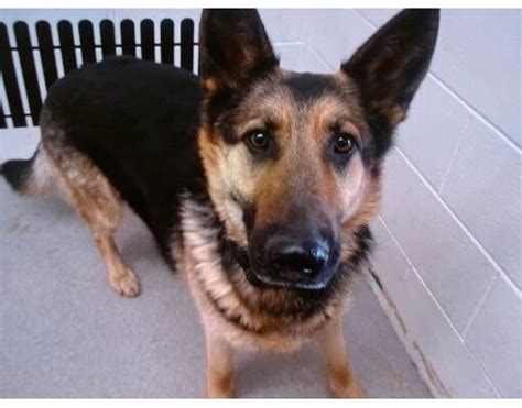 Dog adoption in San Bernardino, CA: German Shepherd Dog …