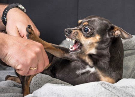 Dog aggression training. Other dogs are overly confident pack leaders and will turn first to aggression. Both of these reactions stem from anxiety and can be fixed with a balanced, positive aggressive dog training in Fort Worth. Dog Training Elite Dallas—Fort Worth behavior modification process is highly personalized. 