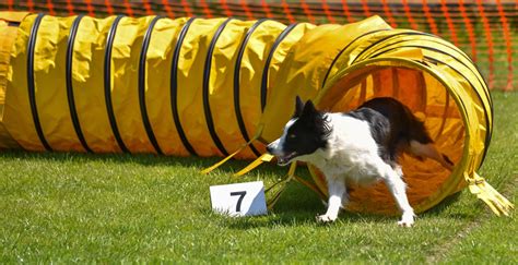 Dog agility and flyball groups in and around Bournemouth, Dorset