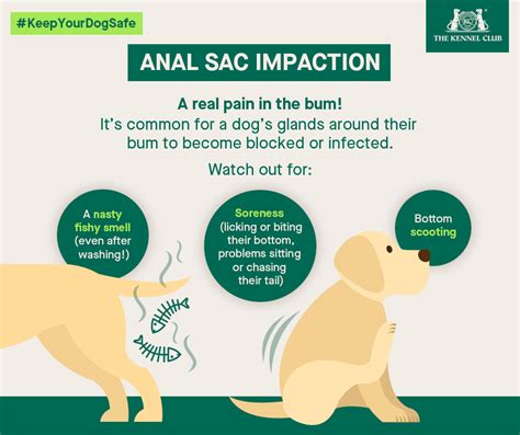 Dog anal knot. Things To Know About Dog anal knot. 