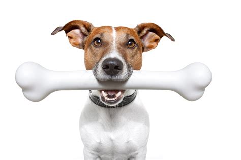Dog and bone. Dogs seem very content with a bone but we may ask ourselves, is this safe for them? Animal bones are often fed to dogs as a chew or as part of a raw diet. Bones, … 