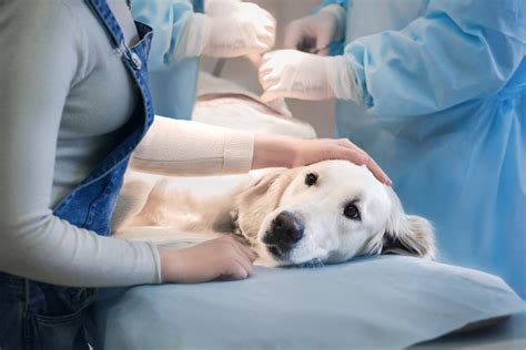 Dog and cat hospital. Things To Know About Dog and cat hospital. 