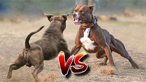 Dog and dog fight. 4. Don't pull away from a bite. If a dog has sunk its teeth into your body, don't try to wrench yourself free. This will tear the flesh and make the bite wound much worse. [3] 5. Strike the dog continuously in a vital area. If you do not have a weapon, you'll need to rely on punching, kicking, and gouging. 
