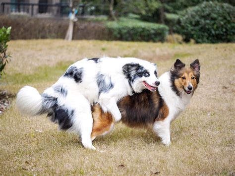 474px x 266px - Dog and dog sex