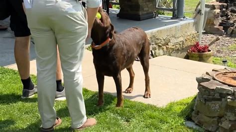 Dog and his owners honored for helping recapture escaped inmate in Pennsylvania