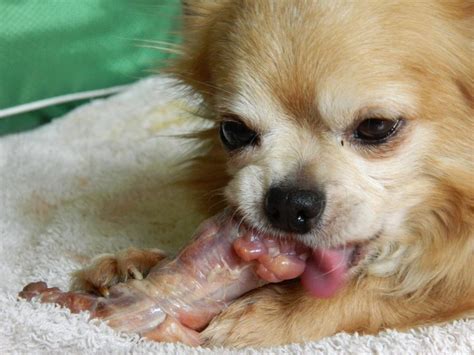 Dog ate raw chicken. 