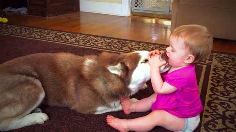 Dog babysitting. Things To Know About Dog babysitting. 