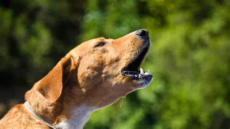 Dog bark. Why is my dog barking in the middle of the night? Barking is an expression of excitement for dogs. This excitement can stem from being startled, from wanting to play, from having a reactive or aggressive response, from stress (such as separation anxiety) or even because your dog is frustrated or bored.. Dogs that bark in the middle of the night … 