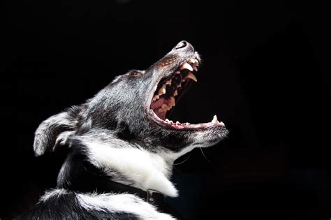 Dog barking. In dogs, barking can bring a group together to defend against a danger that can’t be coped with alone. Wolves don’t need to make sounds like this because they are big and fearsome and don’t ... 