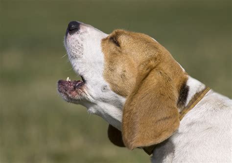 Dog barking video. Things To Know About Dog barking video. 