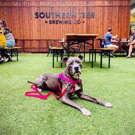Dog bars near me. There are 147 pet friendly restaurants in Memphis, TN. Need help to decide where to eat? View pictures of each dog friendly restaurant and read reviews of other guests with dogs here. Bone appetit! 