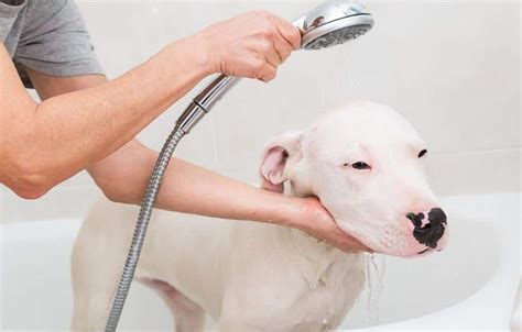 Dog bather Job in Warsaw, VA Glassdoor