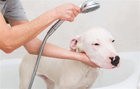 What level of education is required for Dog Bathers? 51% of Dog Bathers have a high school diploma degree, 14% major in medical assisting services. Learn all about Dog Bather educational requirements, degrees, majors, certifications, online courses, and top colleges that will help you advance in Dog Bather career.. 