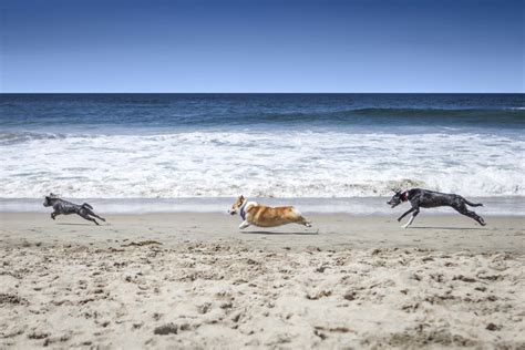 Dog beach huntington beach. 