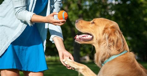 Dog behaviorists near me. Things To Know About Dog behaviorists near me. 