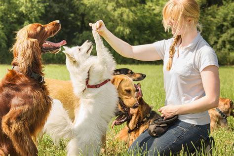 Dog behaviour training. Jan 25, 2022 · "Helping the dog feel comfortable in its skin, comfortable in the lifestyle that you have together — that is a really good basic goal that I would have for every dog out there," says Kayla... 