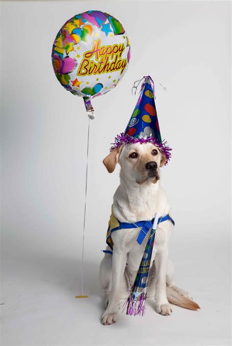 Dog birthday. These dog birthday quotes can help make the big day even more special. The attention, the presents, and the cake are enough to get any pup’s tail wagging. And since your dog is as much a part of your family as anyone else, they also deserve to get a little bit of a shout-out on their special day. 