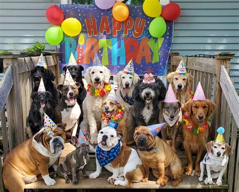 Dog birthday party. When a friend or family member is nearing a milestone birthday, you have the perfect excuse for going all out on a birthday bash. For a 50th birthday, everything should come togeth... 