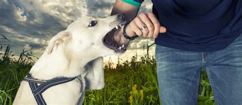 Dog bite attorney. According to Cesar Millan, dog-bite prevention begins at home with your own dog by being a responsible dog owner. There are several things a dog owner can do to make sure his dog d... 