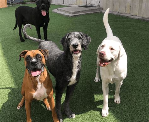 Dog boarding cincinnati. Dog Boarding. Our Cincinnati, OH dog daycare allows you to have a peace of mind and let your dogs stay in a safe, clean facility while you’re away! Overnight Suite Details. At … 