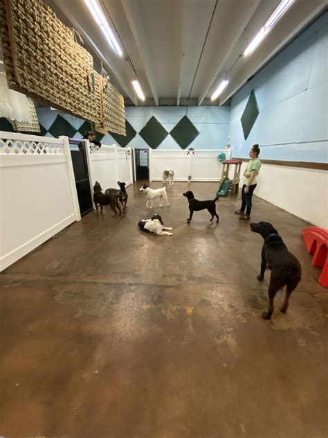 Dog boarding colorado springs. PoshPups Colorado is a Dog Boarding, Pet Sitting and Doggy Daycare company focused on creating a loving environment for your pup while you're away! 