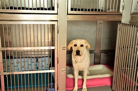 Dog boarding davis ca.  Find pet-friendly details, directions, and more on...