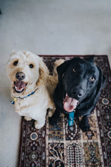 Dog boarding lincoln ne. BBB Directory of Dog Daycare near Lincoln, NE. BBB Start with Trust ®. Your guide to trusted BBB Ratings, customer reviews and BBB Accredited businesses. 