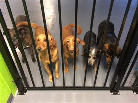 Dog boarding reno. Top 10 Best Dog Kennel Boarding in Reno, NV - February 2024 - Yelp - Animal Oasis, Uncle Fredies House of Pets, Spanish Springs Pet Resort, Sugarland Ranch, B & B Pet Sitting, Urban Hound, Adventure Pet, On Command, RenoTahoeDogs, Professional Dog … 