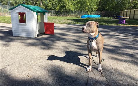 Dog boarding rochester ny. We are setting a new standard for boarding kennels everywhere. Convenient to Avon, Victor, Mendon, Farmington, Canandaigua, and surrounding communities Southeast of Rochester, NY. We NOW offer... Grooming by appointment only Boarding of Dogs, Cats, and other small animals; Dog Daycare; Pets can enjoy... Radiant In Floor Heating; … 
