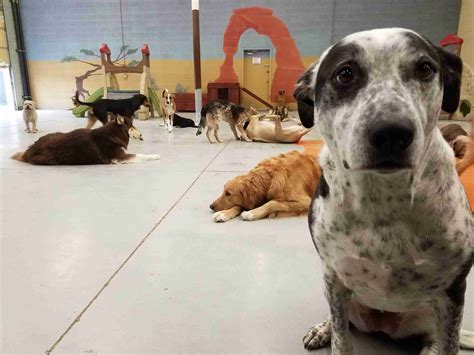 Dog boarding salt lake city. Salt Lake City’s award winning non-traditional Boarding, Daycare, Grooming, and Pool facility where it is a dog-meet-dog world 7 days a week, 365 days a year. Come by for a … 