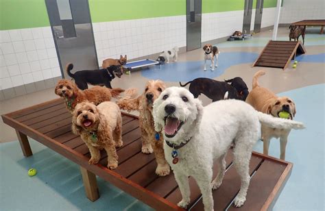 Dog boarding schools. In our Board & Train Programs, we train your dog for you! While you are at work, school, or just living life we are training your pup so you can fully ... 