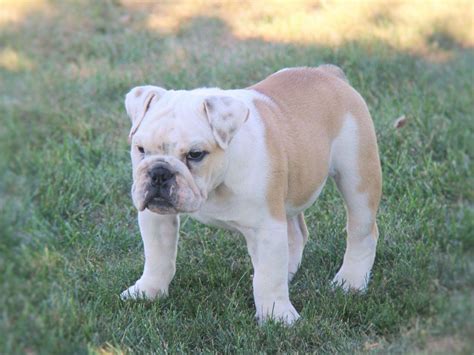 Dog breeders in lancaster pa. Browse Lancaster Puppies for English Bulldog breeders. Puppies range $800 to $8,500. AKC registered. ... Lancaster Puppies advertises puppies for sale in PA, as well as Ohio, Indiana, New York and other states. Feel free to browse hundreds of active classified puppy for sale listings, from dog breeders in Pa and the surrounding areas. Find your ... 
