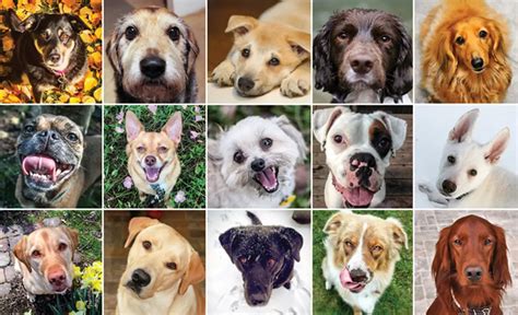 Dog breeds test. This breed selector tool is used by pet parents both experienced and first timers. All you have to do is answer a few questions and we’ll suggest 3 most relevant dog breeds that are compatible with your lifestyle. So … 