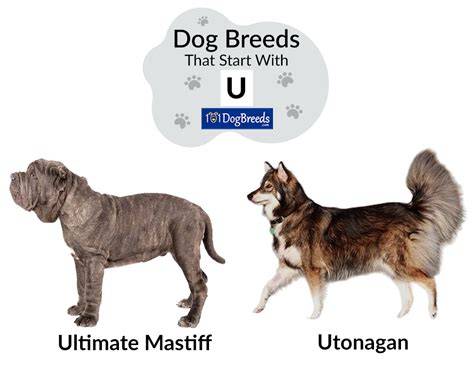 Dog breeds that start with u.  One lesser-known Dog breeds start with letter U.  For example...