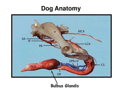 The process of mounting is described as the act of the male dog grabbing the female from her ribs. Dog knot - The bulbus glandis, also known as knot, or dog knot, is an erectile tissue located at the top of the penis of dogs. During copulation, this tissue swells and locks up inside the female's vagina. When the knot is swollen inside the .... 