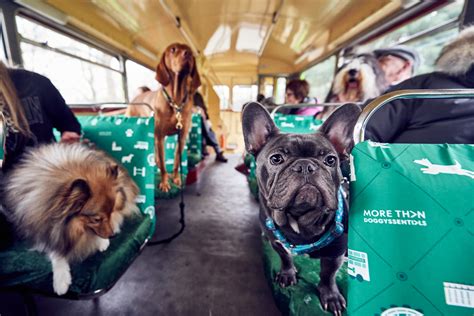  The Magic Dog Bus. 2,325 likes · 917 talking about this. Does your pup need a ride to daycare, grooming, or a boarding appt? We can help! Download our... . 