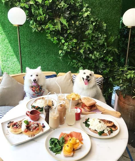 Dog cafe. Pups And Cups Dog Cafe in Las Pinas, browse the original menu, discover prices, read customer reviews. The restaurant Pups And Cups Dog Cafe has received 66 user ratings with a score of 78. 