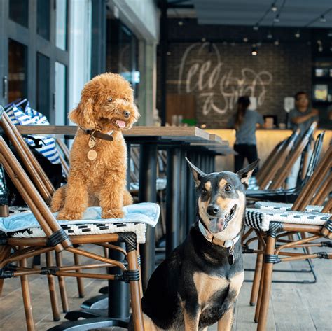 Dog cafes. 