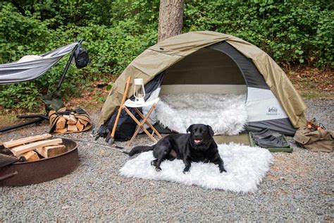 Dog camp near me. If you're kid-free and want to pamper your pooch, head to 4 Paws Kingdom Campground & Dog Retreat, a campground dedicated solely to dogs and their owners (who must be 18 or older) in the U.S. 