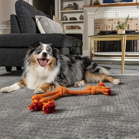Dog carpet. Are you looking to sell your oriental rug but don’t know where to start? Finding the right buyer for your valuable rug can be a daunting task, especially if you’re not familiar wit... 