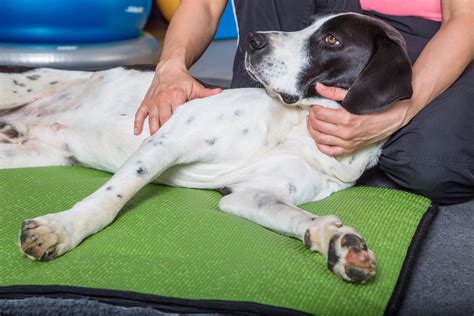 Dog chiropractic. Chiropractic is one of the few modalities in veterinary medicine where results are often immediate, and are often seen within minutes of treatment. In general, improvements are … 