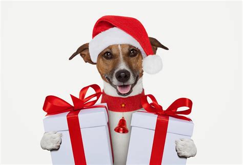 Dog christmas gifts. SilTriangle 2 Pcs Pet Christmas Costume, Dog Cat Cape with Hat Santa Claus Cloak and Xmas Tree Cloak with Star and Pompoms, for Small Dogs Cats Pet Puppy Santa Gifts Dog Christmas Outfit (Medium) Options: 2 sizes. $1599 ($15.99/Count) FREE delivery Fri, Dec 22 on $35 of items shipped by Amazon. Arrives before Christmas. 