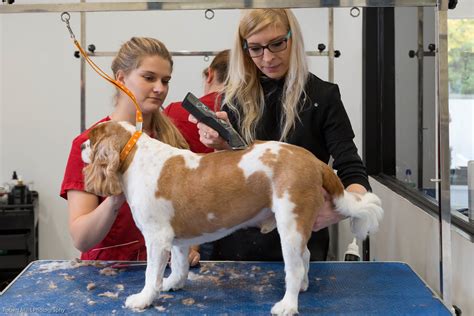 Dog clipping courses. Dog grooming courses by Canine Groom School in Lancashire. One of the UK's premier Dog grooming centres with 0% finance on all courses! 