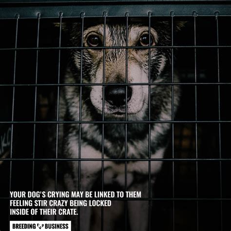 Dog cries in crate when i leave