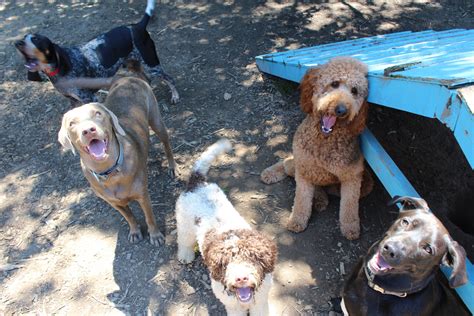Dog daycare atlanta. Based in Atlanta, we provide services such as dog walking & pet sitting to create a balanced life for your dog! Skip to content. Atlanta, GA ; info@pralinesbackyard.com; 770 648 5266 ... While some dogs do well with daycare, Praline’s Backyard provides personalized services to fit every dog’s unique needs where we can ensure their … 