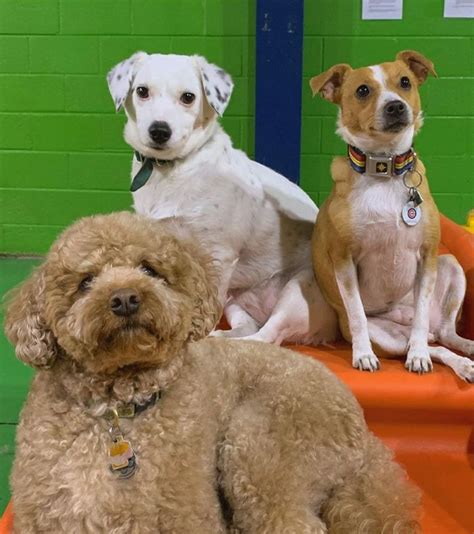 Dog daycare chicago. Chicago is famous for its history, food, culture, sports teams and climate. Chicago is the third-most populous city in the United States, though in the past, it was referred to as ... 