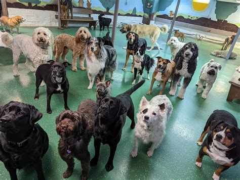 Dog daycare greenville sc. Know your legal rights (which, unfortunately, aren't much). For people who travel frequently (or at least used to) and have a pet, part of planning a trip involves finding someone ... 