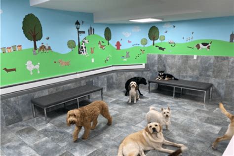 Dog daycare nyc. Dogs are pack animals by nature. Many become anxious without interaction throughout the day. Rushed daily walks often aren’t enough. What they love is to play with doggie friends all day. That’s what daycare at Happy Dogs is all about. Scroll down to learn about our expert staff, socialization, staying organized, and trust and transparency ... 