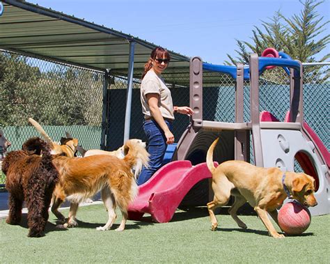 Dog daycare orlando. activities at doggie daycare in orlando NEAR UCF. From delicious bacon- and peanut butter-flavored bubble parties and frame-worthy themed photoshoots to Arts and Crafts days, tasty treat breaks, and much more, our team ensures that Dogtopia of Orlando - East is a boredom-free zone. 